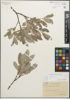 Foto von Salix glauca L.